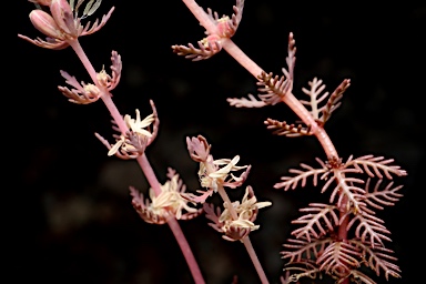 APII jpeg image of Myriophyllum verrucosum  © contact APII