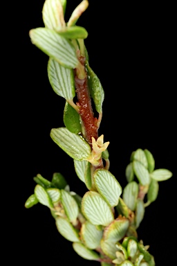 APII jpeg image of Monotoca rotundifolia  © contact APII