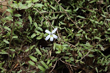 APII jpeg image of Isotoma tridens  © contact APII