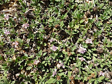 APII jpeg image of Phyla canescens  © contact APII