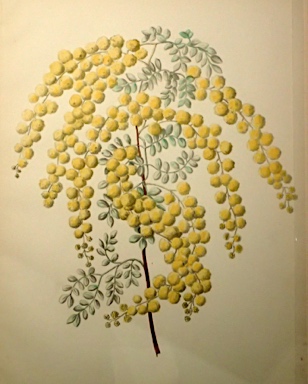 APII jpeg image of Acacia spectabilis  © contact APII