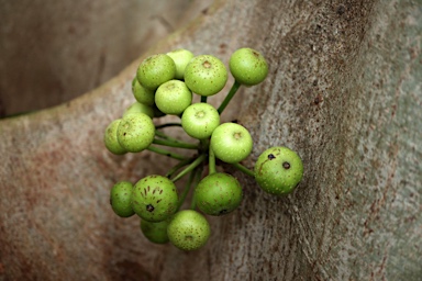 APII jpeg image of Ficus variegata  © contact APII