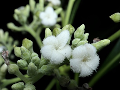 APII jpeg image of Alstonia spectabilis  © contact APII