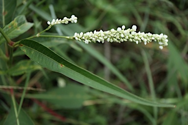 APII jpeg image of Persicaria attenuata subsp. attenuata  © contact APII