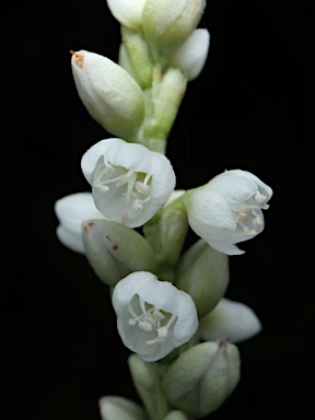 APII jpeg image of Persicaria attenuata subsp. attenuata  © contact APII