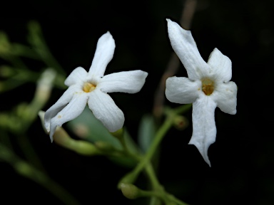 APII jpeg image of Jasminum didymum subsp. racemosum  © contact APII