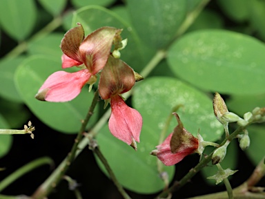 APII jpeg image of Indigofera tinctoria  © contact APII