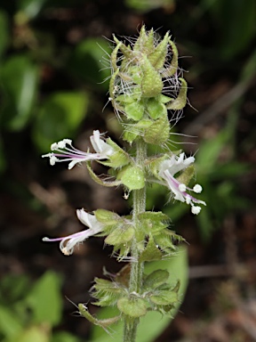 APII jpeg image of Ocimum basilicum  © contact APII