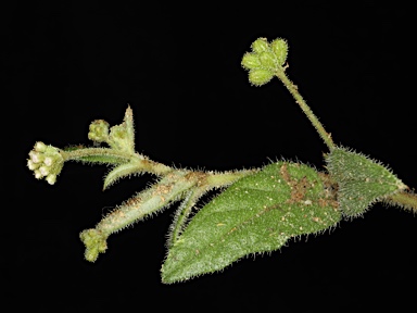 APII jpeg image of Boerhavia coccinea  © contact APII