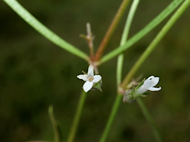 APII jpeg image of Oldenlandia galioides  © contact APII