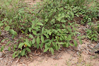 APII jpeg image of Grewia retusifolia  © contact APII