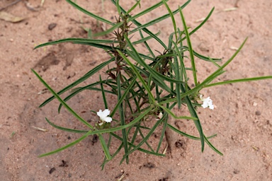 APII jpeg image of Goodenia disperma  © contact APII