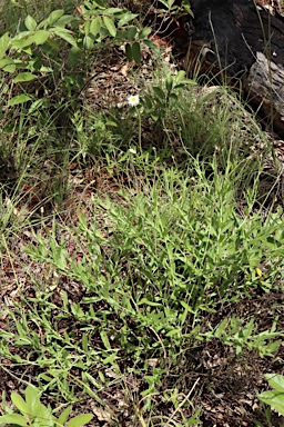 APII jpeg image of Olearia arguta var. lanata  © contact APII