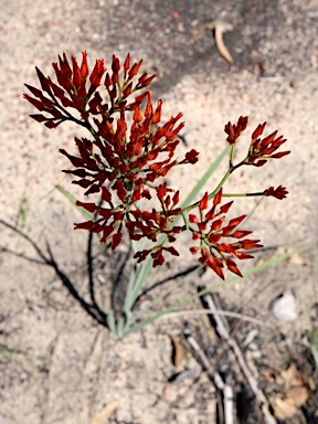 APII jpeg image of Haemodorum coccineum  © contact APII