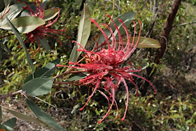 APII jpeg image of Grevillea decora subsp. decora  © contact APII