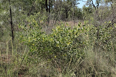 APII jpeg image of Acacia umbellata  © contact APII