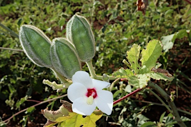 APII jpeg image of Abelmoschus ficulneus  © contact APII