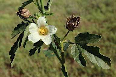 APII jpeg image of Hibiscus verdcourtii  © contact APII