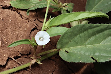 APII jpeg image of Ipomoea lonchophylla  © contact APII