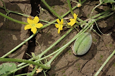 APII jpeg image of Cucumis melo  © contact APII