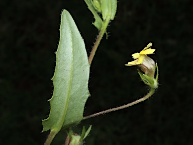 APII jpeg image of Goodenia byrnesii  © contact APII