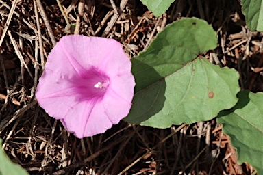 APII jpeg image of Ipomoea muelleri  © contact APII