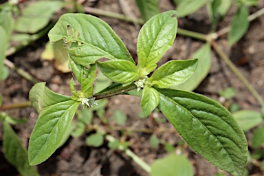 APII jpeg image of Alternanthera ficoidea  © contact APII