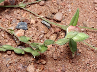 APII jpeg image of Zornia muelleriana subsp. muelleriana  © contact APII