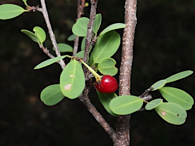 APII jpeg image of Erythroxylum australe  © contact APII