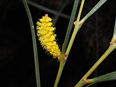 APII jpeg image of Acacia olgana  © contact APII