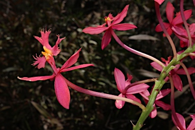 APII jpeg image of Epidendrum elongatum  © contact APII