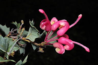 APII jpeg image of Grevillea 'Merinda Gordon'  © contact APII