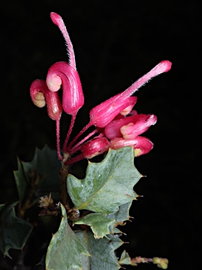 APII jpeg image of Grevillea 'Merinda Gordon'  © contact APII