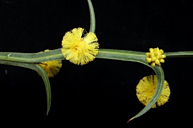 APII jpeg image of Acacia trigonophylla  © contact APII