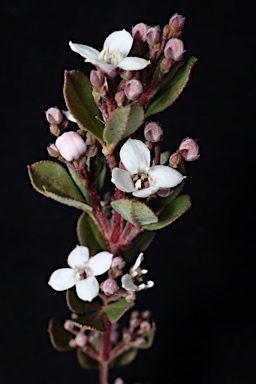 APII jpeg image of Zieria robusta  © contact APII
