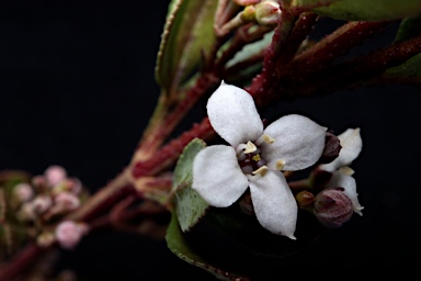 APII jpeg image of Zieria robusta  © contact APII
