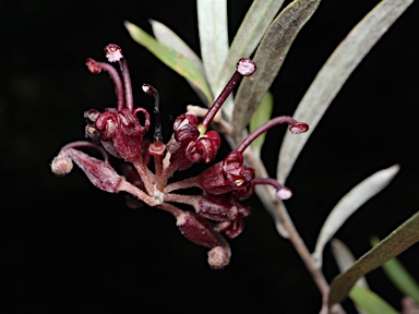 APII jpeg image of Grevillea capitellata  © contact APII