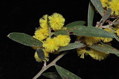 APII jpeg image of Acacia venulosa  © contact APII