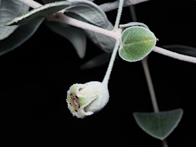 APII jpeg image of Lithomyrtus grandifolia  © contact APII