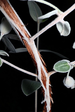 APII jpeg image of Lithomyrtus grandifolia  © contact APII