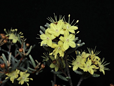 APII jpeg image of Phebalium stenophyllum 'Golden Glow'  © contact APII