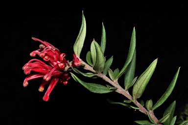 APII jpeg image of Grevillea 'Cherry Cluster'  © contact APII