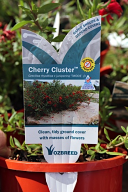 APII jpeg image of Grevillea 'Cherry Cluster'  © contact APII