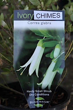 APII jpeg image of Correa glabra 'Ivory Chimes'  © contact APII