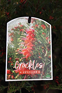APII jpeg image of Grevillea 'Crackles'  © contact APII
