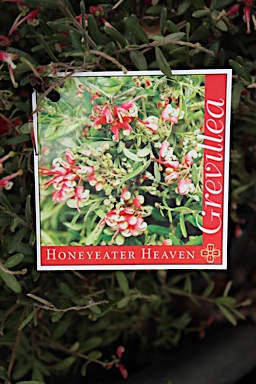 APII jpeg image of Grevillea 'Honeyeater Heaven'  © contact APII