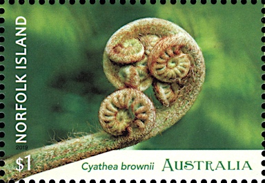 APII jpeg image of Cyathea brownii  © contact APII
