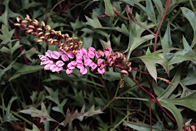 APII jpeg image of Grevillea leptobotrys 'Lilac Tangles'  © contact APII