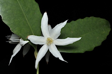 APII jpeg image of Doryphora sassafras  © contact APII