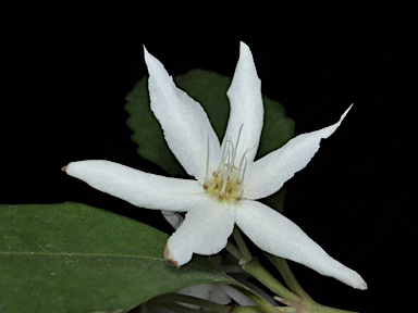 APII jpeg image of Doryphora sassafras  © contact APII